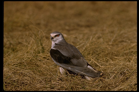 blackshoulkite