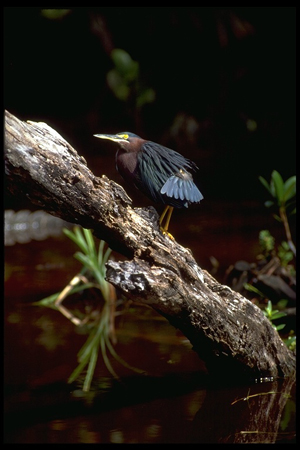 greenheron