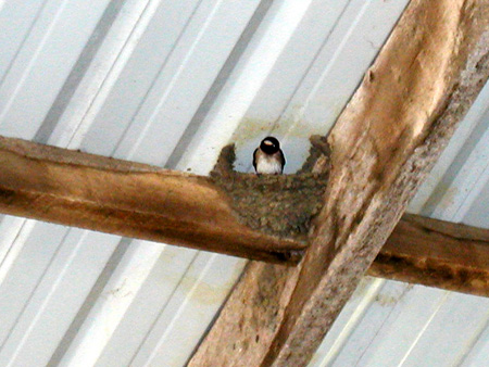 11barnswallow